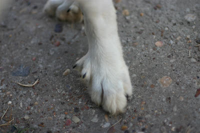 Do all dogs have dewclaws?